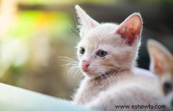 Síntomas y tratamientos del síndrome del gatito que se desvanece