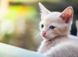 Síndrome del Gatito que se Desvanece (FKS): Síntomas, Causas, Tratamientos y Prevención