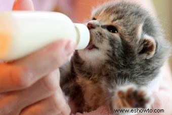 5 elementos esenciales para el cuidado de gatitos huérfanos