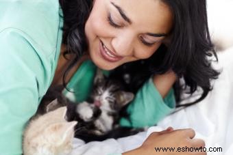 5 elementos esenciales para el cuidado de gatitos huérfanos