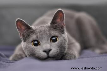 130 nombres llamativos para gatos grises