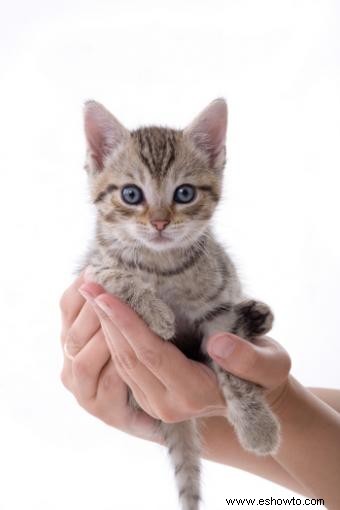 Cuidar a un gatito abandonado