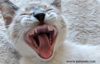 ¿Los gatitos pierden los dientes de leche?