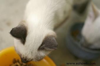 Nutrientes esenciales en la comida para gatitos