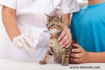 Todo lo que necesitas saber sobre el cuidado de los gatitos