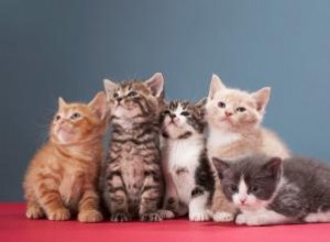 Cómo Determinar el Sexo de un Gatito: Guía Fácil y Precisa para Dueños Responsables