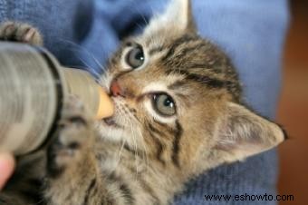 Cómo destetar a un gatito alimentado con biberón