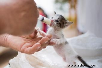 Consejos importantes para alimentar a los gatitos recién nacidos