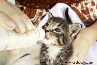 Consejos importantes para alimentar a los gatitos recién nacidos