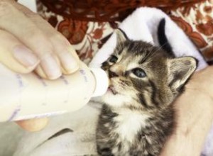 Consejos importantes para alimentar a los gatitos recién nacidos