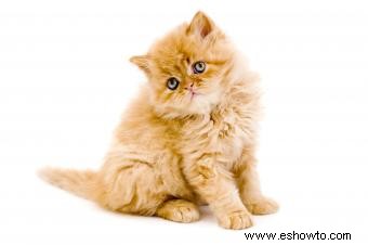 Gatitos persas como mascotas