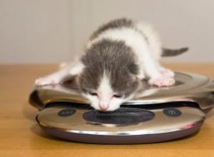 Tabla Imprimible de Crecimiento de Gatitos por Peso: Guía Veterinaria Esencial