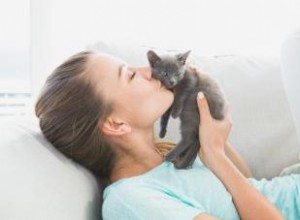 Consejos para traer un nuevo gatito a casa