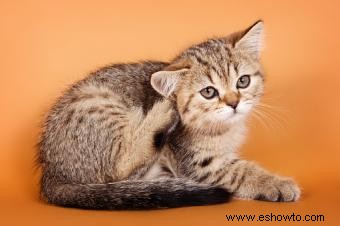 Tratamiento de pulgas en gatitos
