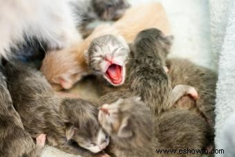 Qué esperar de los gatitos recién nacidos