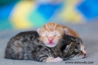 Qué esperar de los gatitos recién nacidos