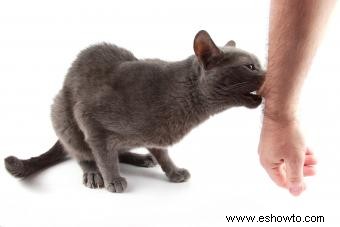 5 síntomas de infección por mordedura de gato que no debe ignorar