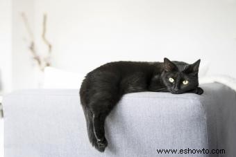 Más de 189 nombres creativos para gatos negros