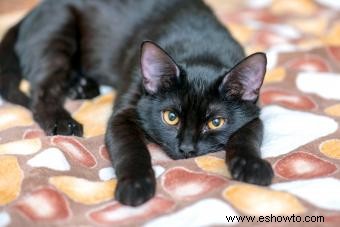 Más de 189 nombres creativos para gatos negros