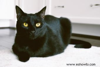 Más de 189 nombres creativos para gatos negros