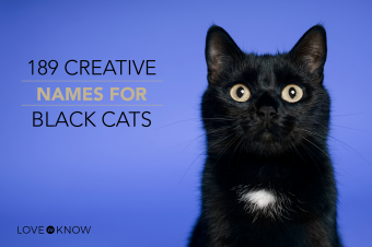 Más de 189 nombres creativos para gatos negros