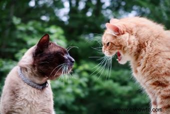 ¿Cómo usan los gatos los sonidos para comunicarse (entre ellos y con nosotros)?