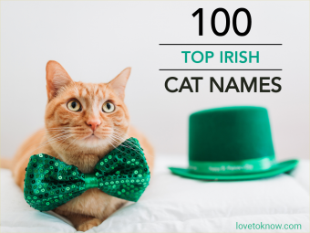 100 mejores nombres de gatos irlandeses (tradicionales a divertidos)