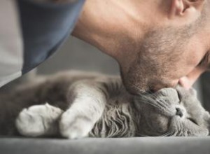 Más de 100 Nombres Originales para Gatos que Empiezan con C: De Lindos a Creativos