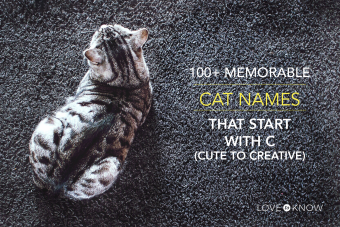 Más de 100 nombres de gatos que comienzan con C (de lindo a creativo)