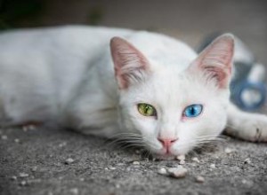 Más de 100 nombres de gatos exóticos para mascotas distintivas