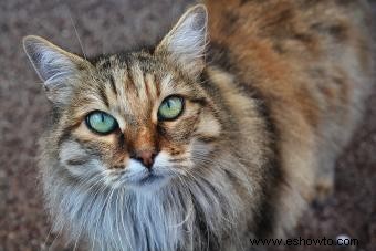 Más de 100 nombres de gatos exóticos para mascotas distintivas