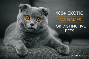 Más de 100 nombres de gatos exóticos para mascotas distintivas