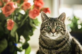 Más de 100 nombres de gatos españoles para felinos fabulosos