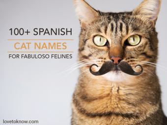 Más de 100 nombres de gatos españoles para felinos fabulosos