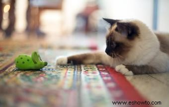 Más de 100 nombres de gatos españoles para felinos fabulosos