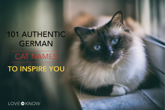 101 nombres auténticos de gatos alemanes para inspirarte