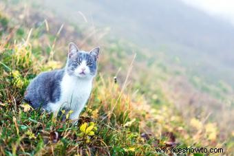 Más de 100 nombres de gatos españoles para felinos fabulosos
