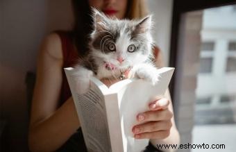 101 nombres de gatos famosos en la literatura