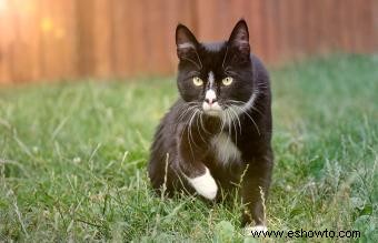 106 nombres distintivos de gatos en blanco y negro o Tuxedo