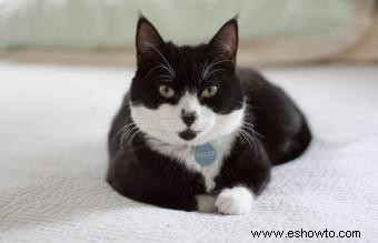 106 nombres distintivos de gatos en blanco y negro o Tuxedo