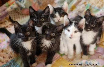 106 nombres distintivos de gatos en blanco y negro o Tuxedo