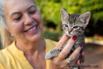 115 nombres latinos para gatos:ideas clásicas y divertidas