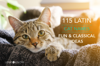 115 nombres latinos para gatos:ideas clásicas y divertidas