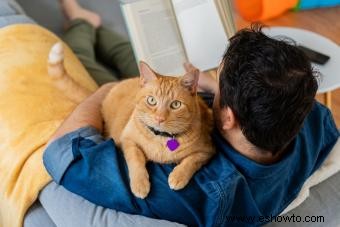 115 nombres latinos para gatos:ideas clásicas y divertidas