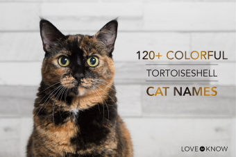 Más de 120 nombres coloridos de gatos carey