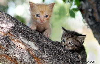 127 nombres de gatos paganos