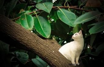 127 nombres de gatos paganos