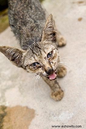 13 causas de la pérdida de cabello felino