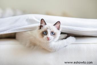 139 nombres de gatos Ragdoll tan irresistibles como la personalidad de tu mascota