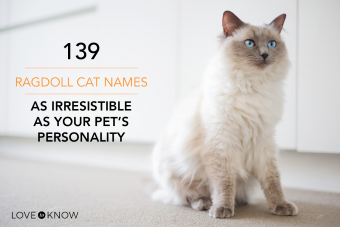 139 nombres de gatos Ragdoll tan irresistibles como la personalidad de tu mascota
